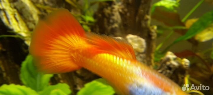 Самец взрослый гуппи Сансет