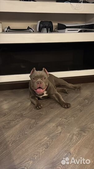 Продам американского булли