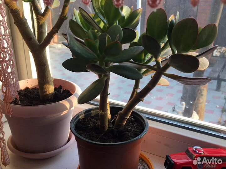 Толстяка, денежное дерево