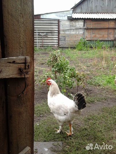 Домашняя птица