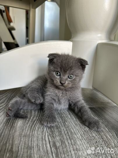 Шотландские котята