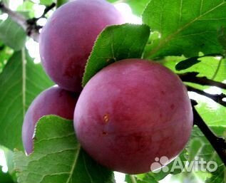 Саженцы сливы