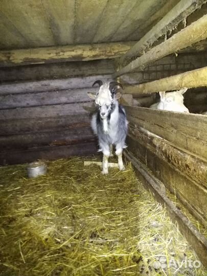 Козел альпийский