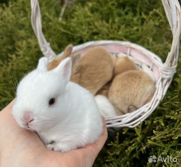Карликовые крольчата, мини малыши