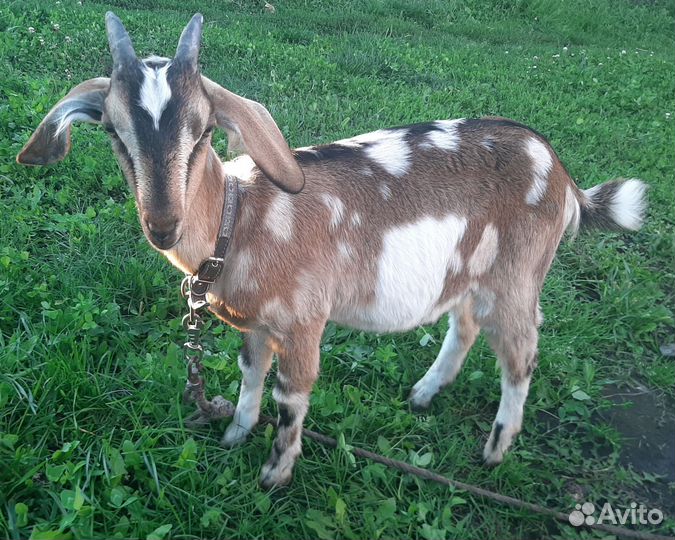 Нубийская козочка