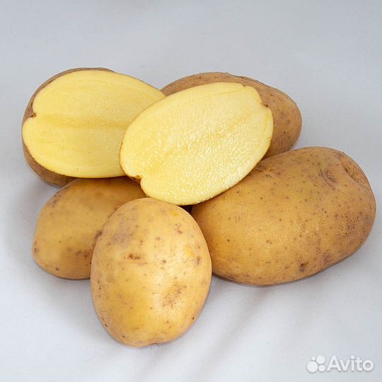 Картофель продовольственный