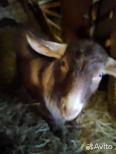 Козел на племя