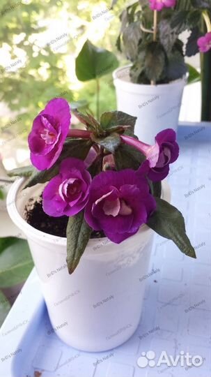 Ахименес, ризомы