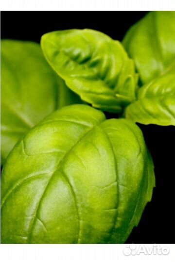 Yodeyma yodeymam11 Вода парфюмерная 15 мл