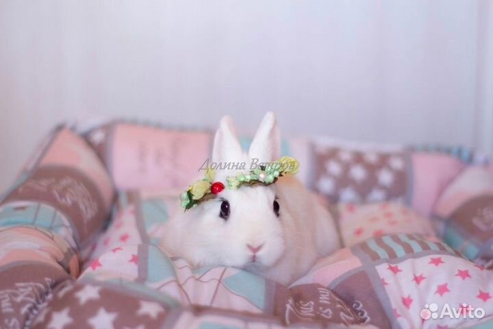 Белоснежный кролик хотот, мальчик