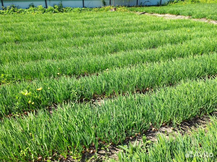 Лук зеленый