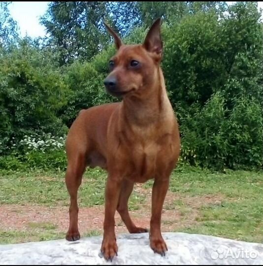 Щенок Цвергпинчера