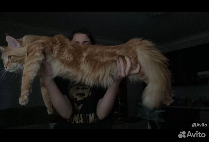 Котята породы мейн-кун