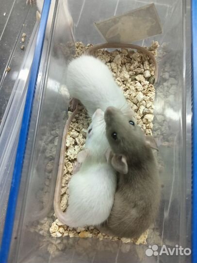 Крысята разные