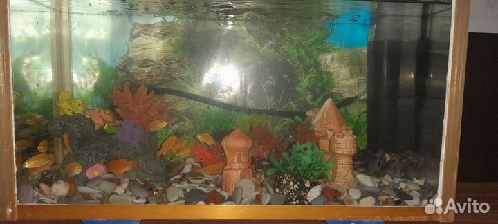 Аквариум с рыбками