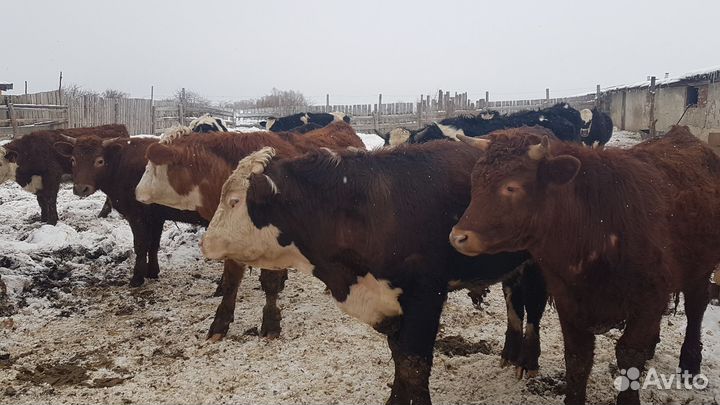 Племянной крс