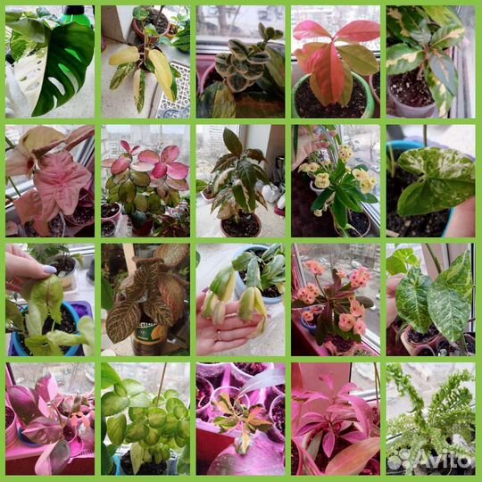 Комнатные цветы