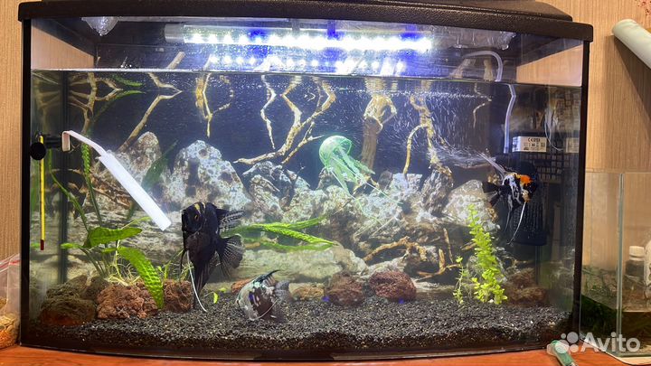 Аквариум