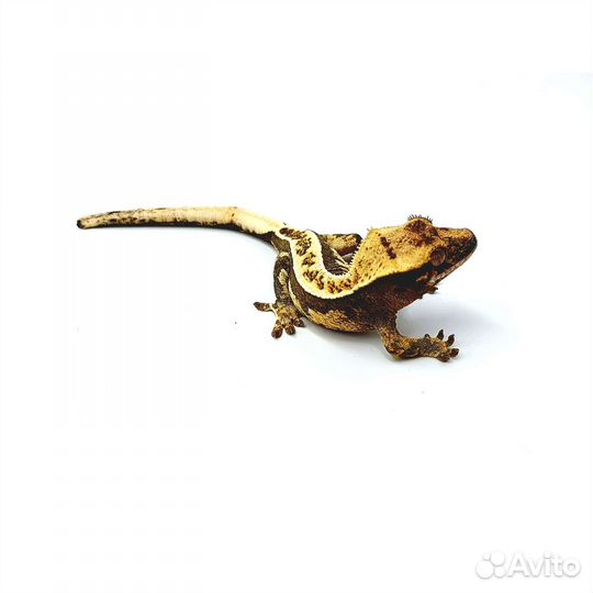 Реснитчатый бананоед