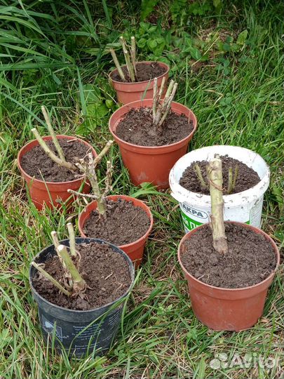 Эстрагон тархун