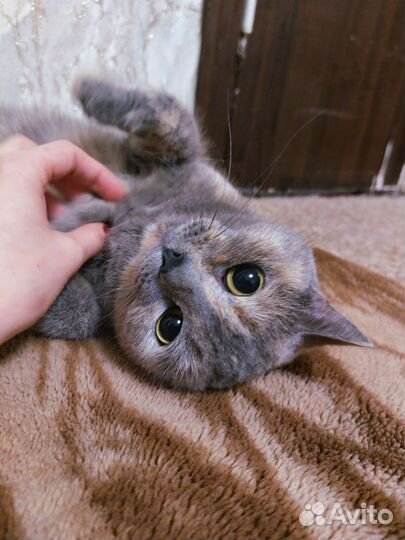 Британская