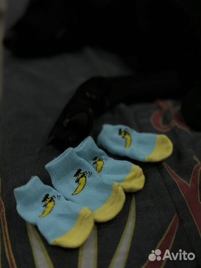 Носки для собак