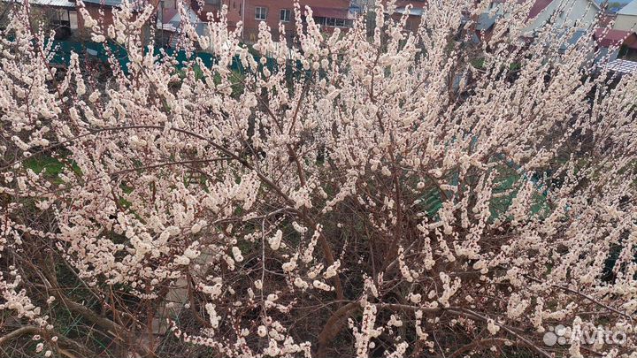 Саженцы Абрикос