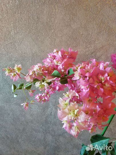 Махровая бугенвиллия Double Pink