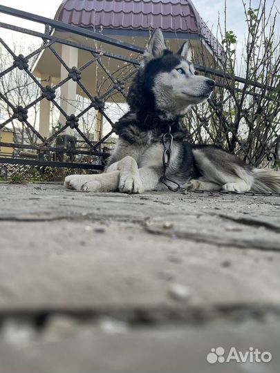 Сибирский хаски вязка