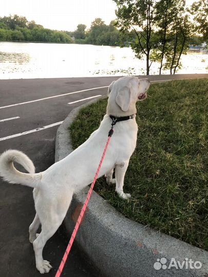 Отдам собаку в добрые руки москва