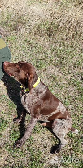 Курцхаар вязка