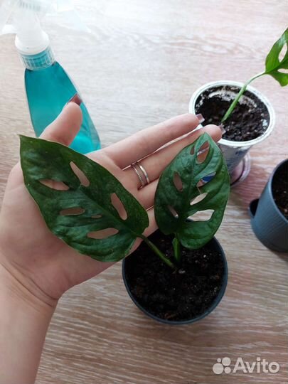 Монстера Адансони вариегата Индо Минт