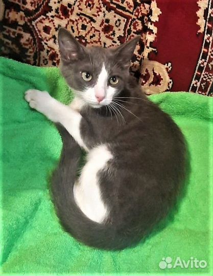 Разноцветные котята в ответственные руки