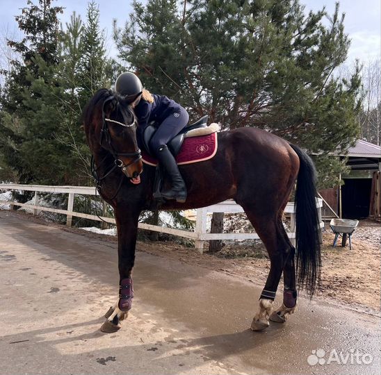 Спортивные лошади в аренду в кск Русский алмаз