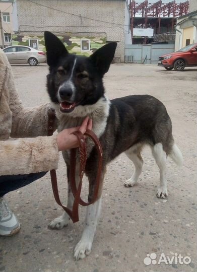 Отличная собачка для семьи
