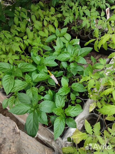 Рассада помидор, перцев, баклажан, капусты