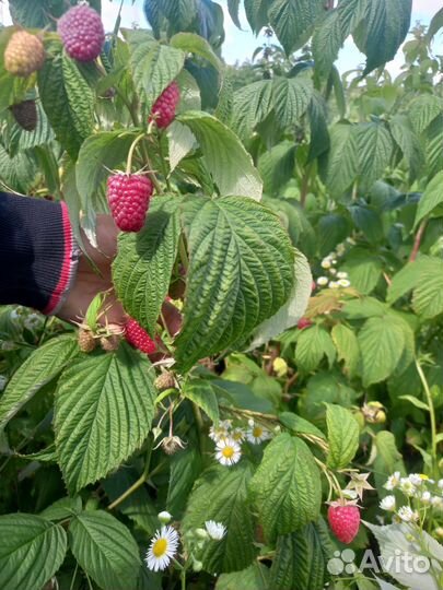 Малина ягоды