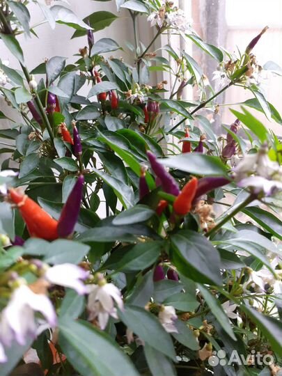 Перец острый домашний