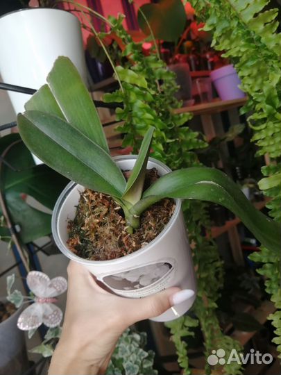 Орхидея Грандифлора Биг Лип Miki White Swan '00'