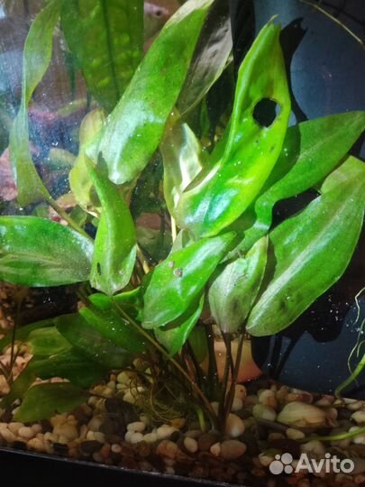 Аквариумные растения