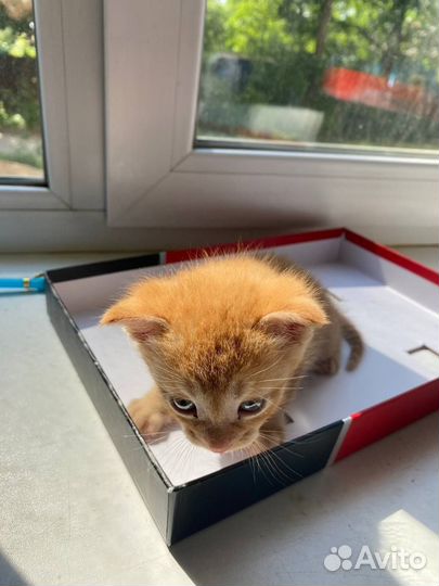 Котенок в хорошие руки