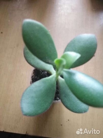 Молочай, традесканция