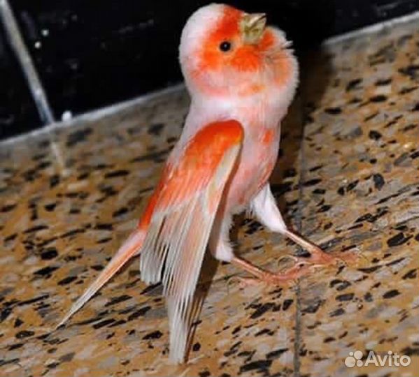 Кенары поющие(питомник экзотических птиц)