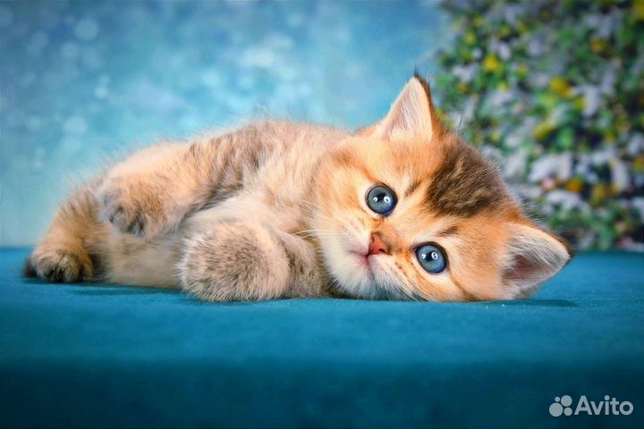 Шотландские котята золотая шиншилла