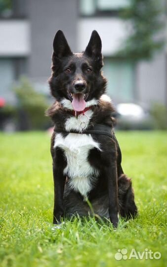 Метис лайки