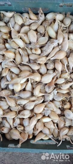 Лук семейный на посадку