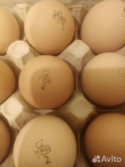 Инкубационное яйцо