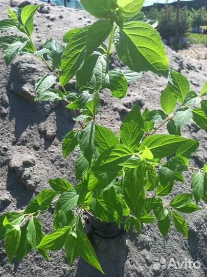 Гортензия метельчатая Фантом Hydrangea paniculata