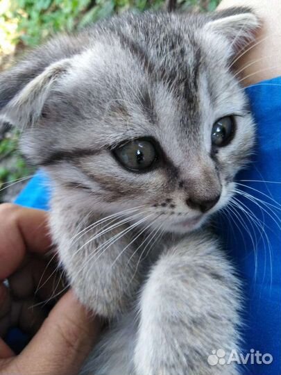 Вислоухие котята