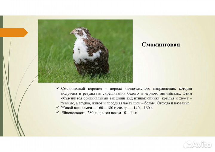 Перепелята, дети перепелок, инкубационные яйца